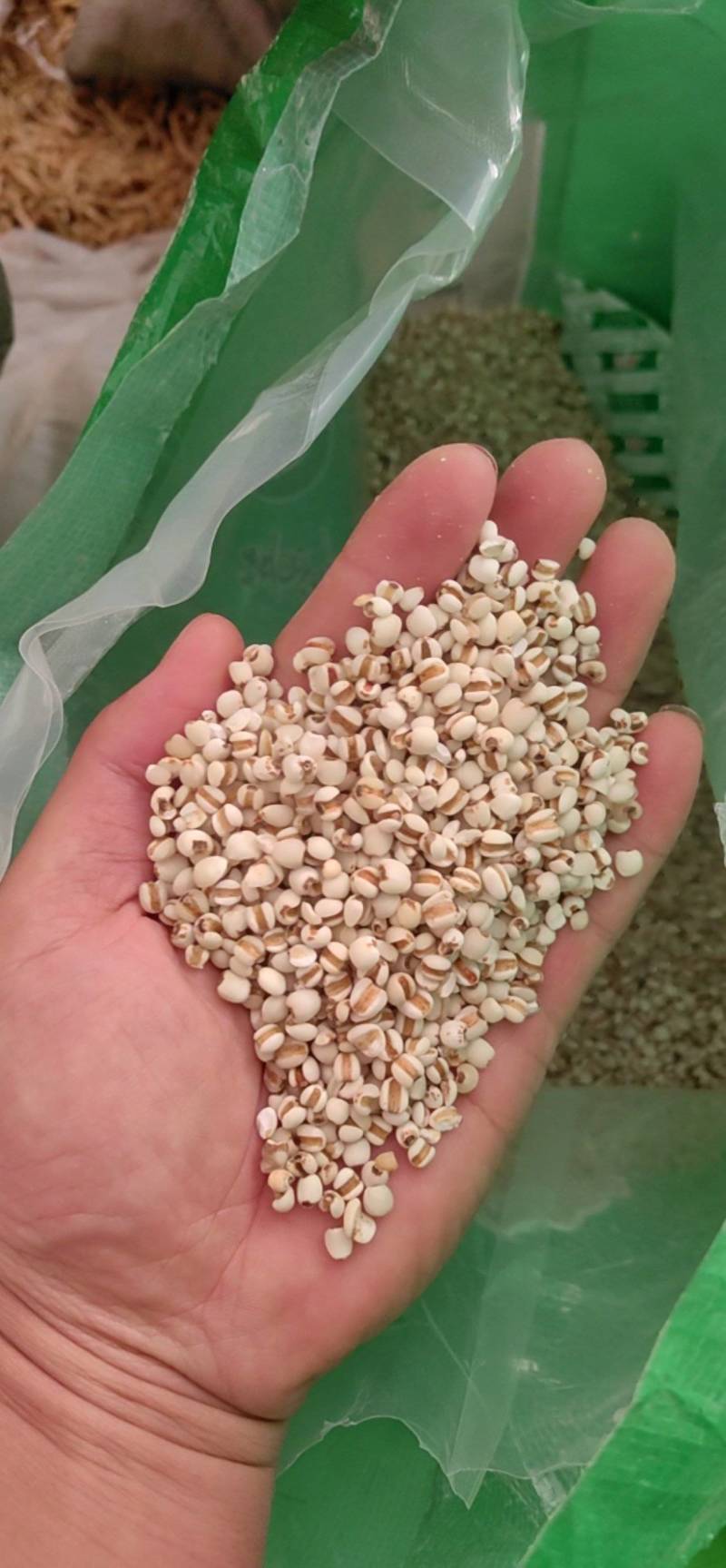 薏米仁薏米鲁舜泽中药材商行诚信经营