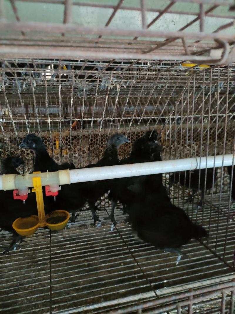 五黑鸡绿壳母鸡，绿壳蛋鸡防疫齐全全国发货高产