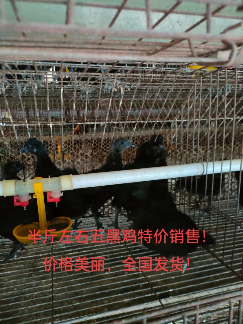 五黑鸡绿壳母鸡，绿壳蛋鸡防疫齐全全国发货高产