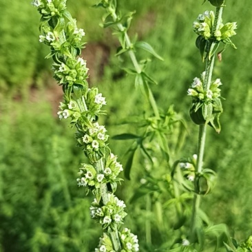 中药荆芥