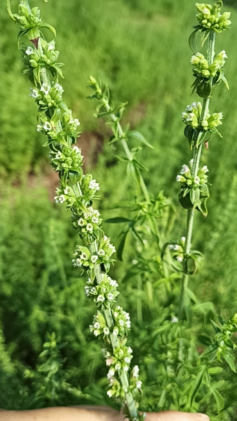 中药荆芥