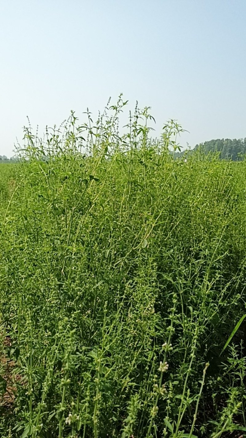 中药荆芥