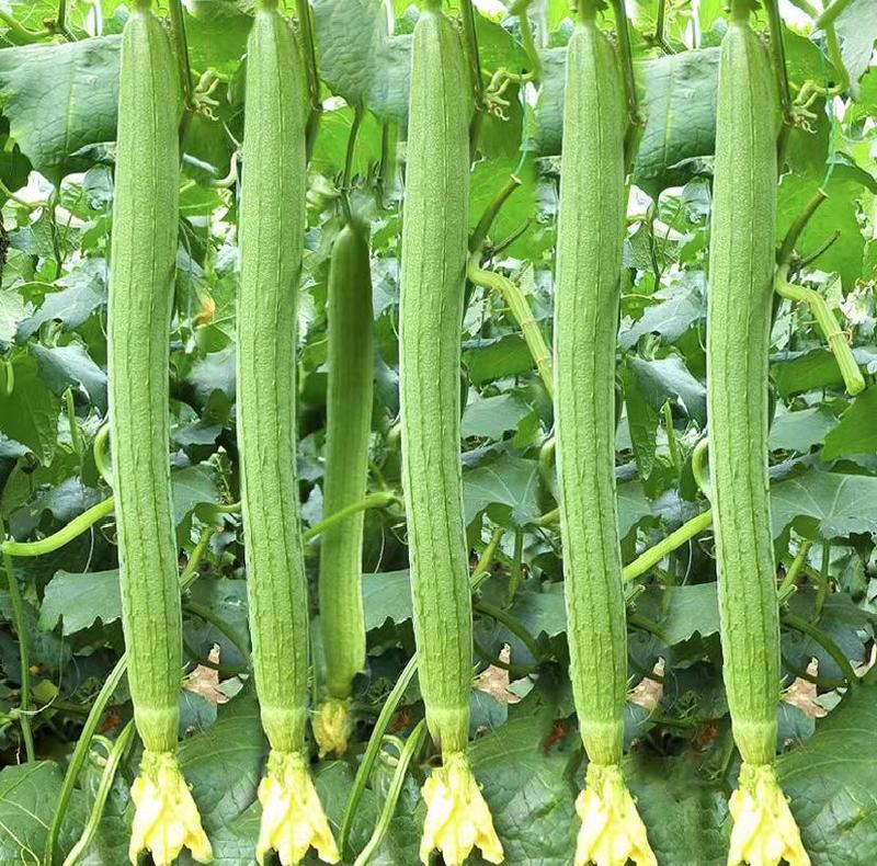 山东潍坊寿光特产肉丝瓜种子苗子露天丝瓜种子保护地丝瓜种子