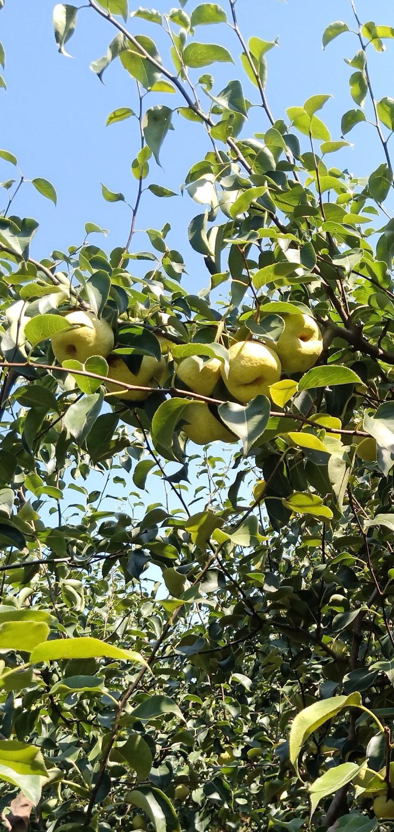 2025自己爸妈再老家种植的金顶谢花酥梨