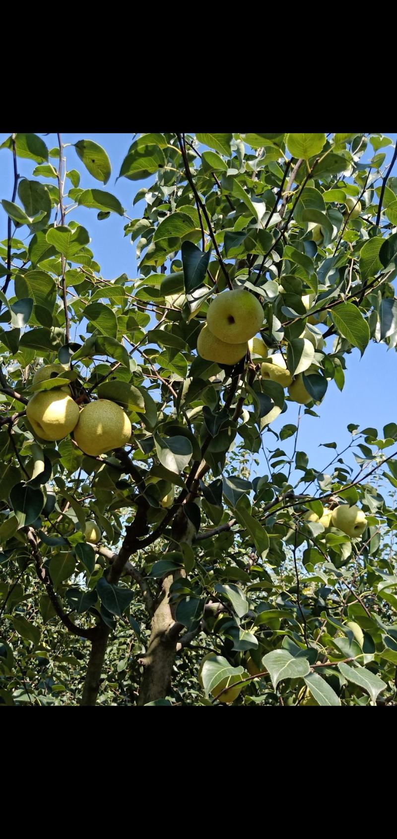 2025自己爸妈再老家种植的金顶谢花酥梨