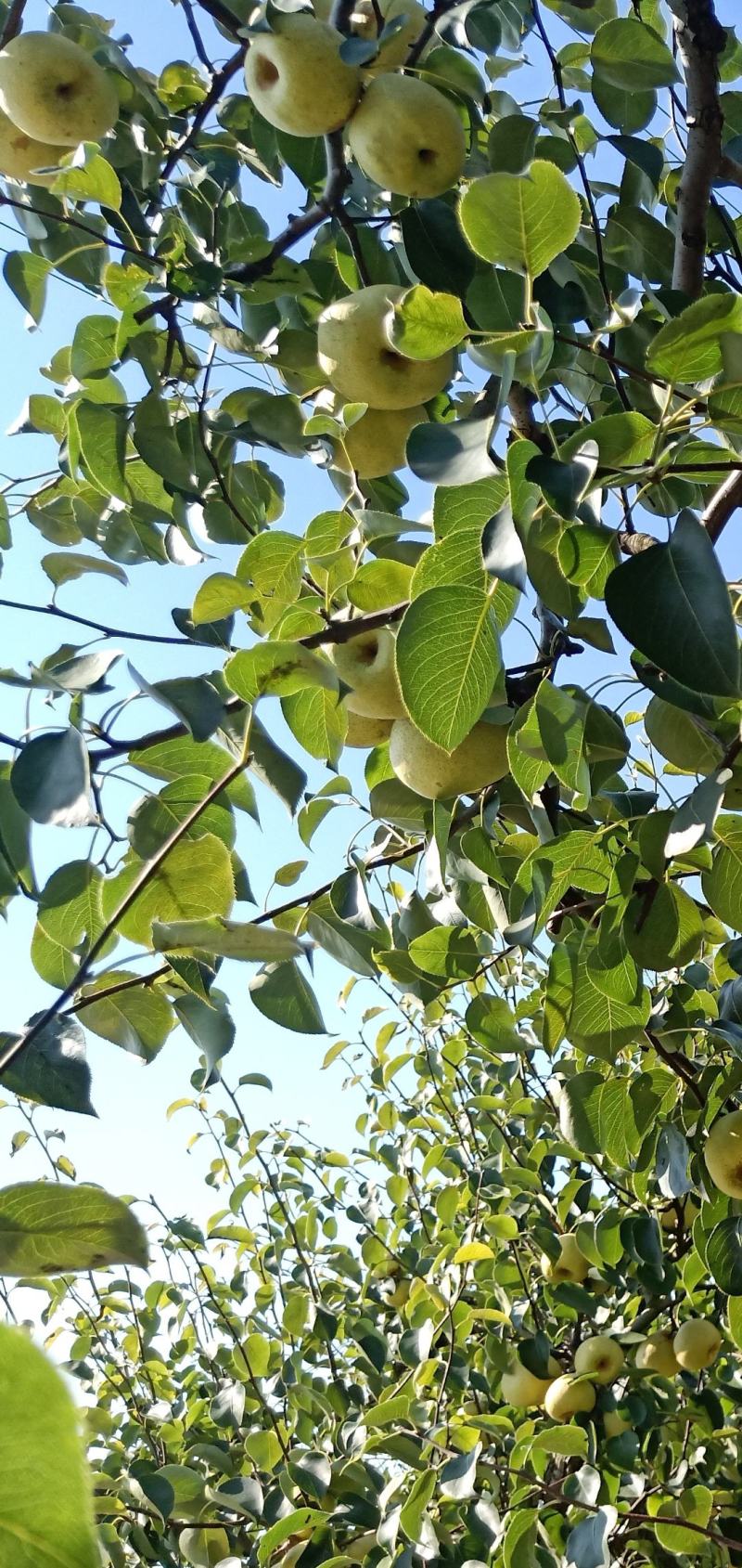2025自己爸妈再老家种植的金顶谢花酥梨