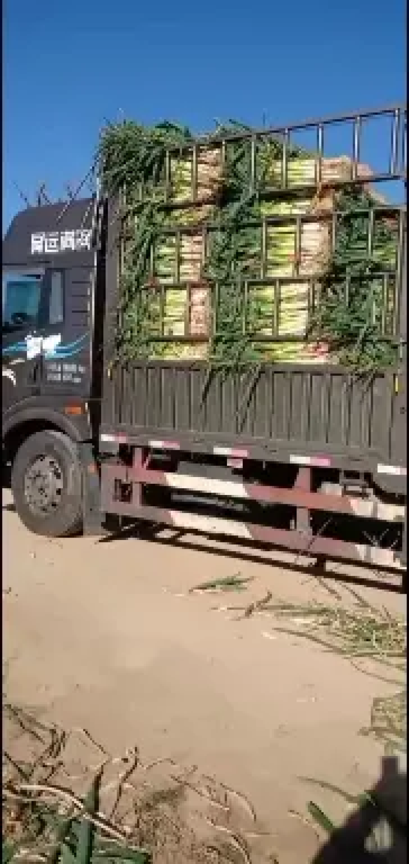 [推荐]山西晋中大葱长白大葱产地直发全国发货