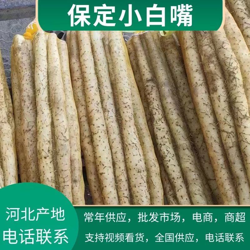 【推荐】小白嘴山药大量供应保质保量对接各大电商市场可致电