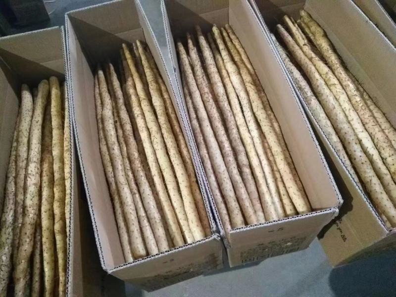 【推荐】小白嘴山药大量供应保质保量对接各大电商市场可致电