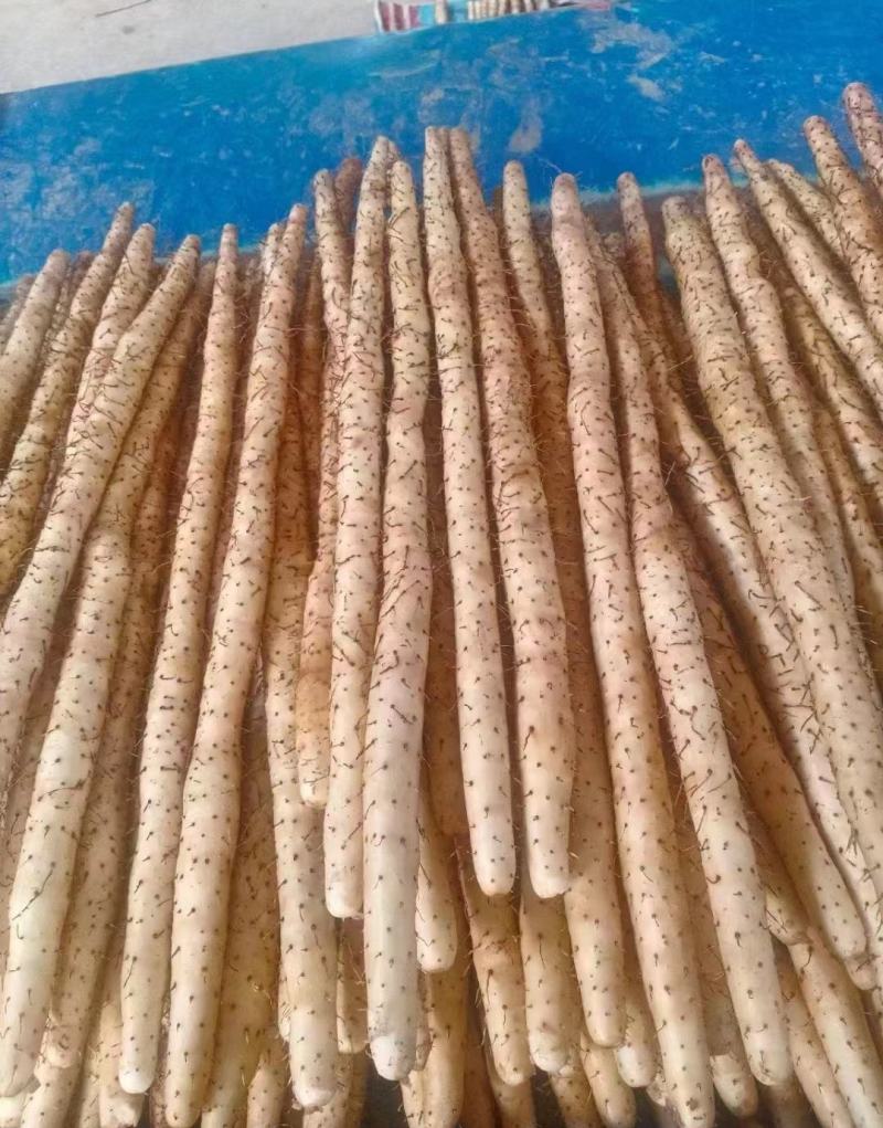 【推荐】小白嘴山药大量供应保质保量对接各大电商市场可致电