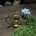 云南古树普洱茶品质厂家、普洱生茶百莺山古树龙珠