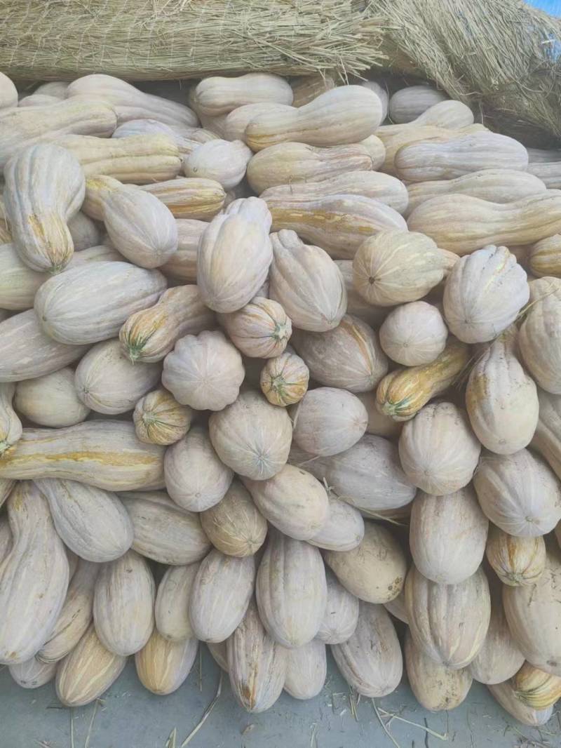【精品】南瓜老南瓜湖北精品金韩蜜本南瓜产地直供