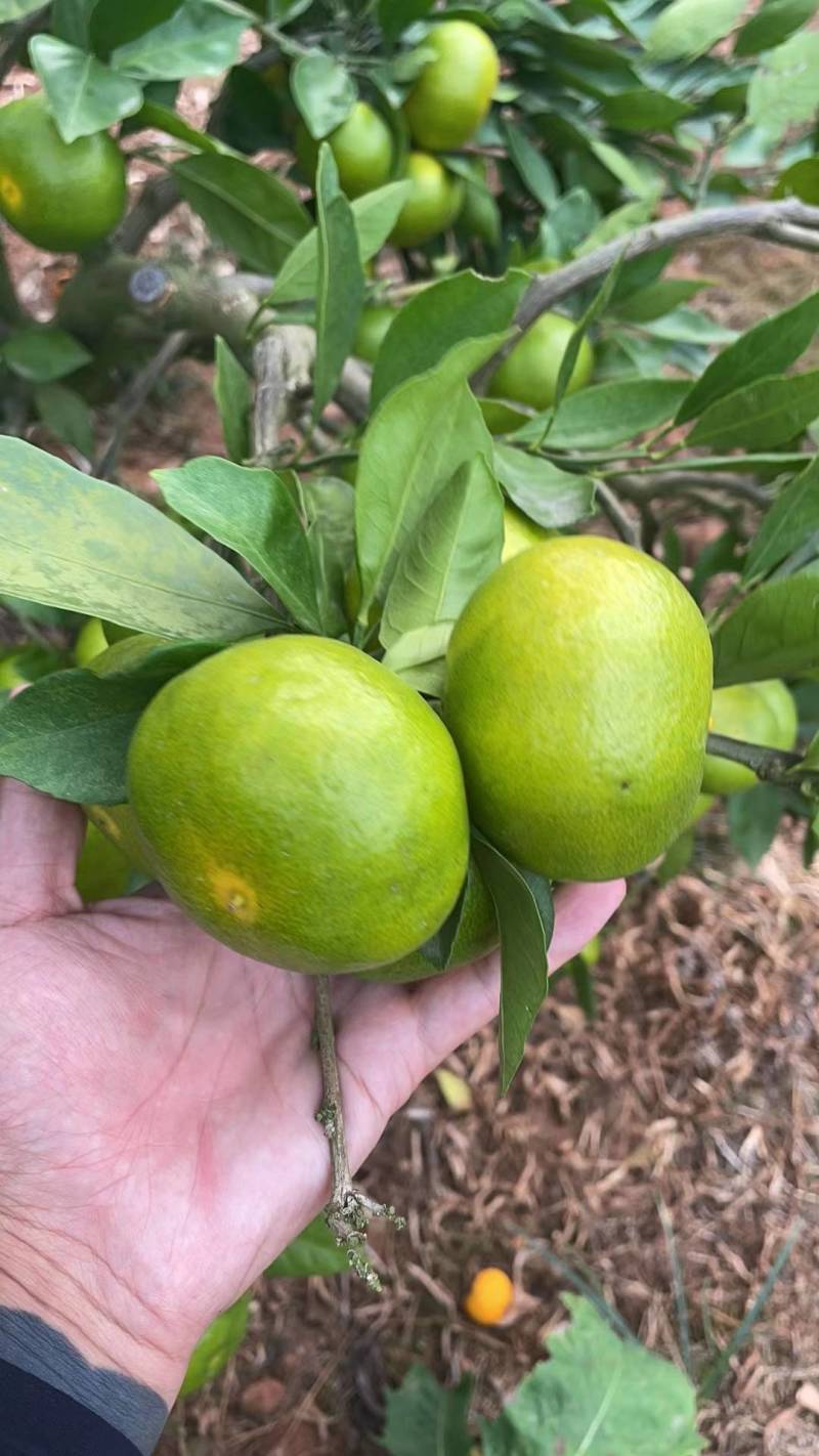 《湖北柑橘》精品特早蜜橘大量上市皮薄肉甜，量大从优