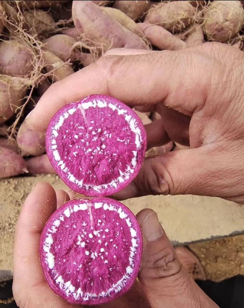 【热卖紫薯】紫薯湖北沙地紫薯对接电商一手货源视频拿货