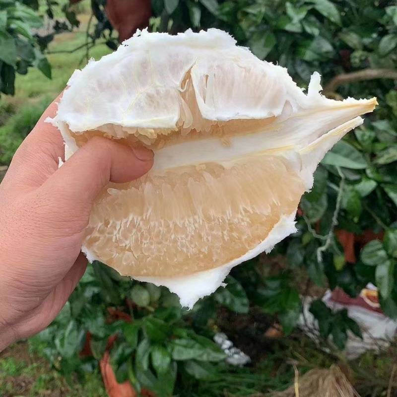 蜜柚琯溪白心柚柚子大量上市产地直供量大从优价格便宜