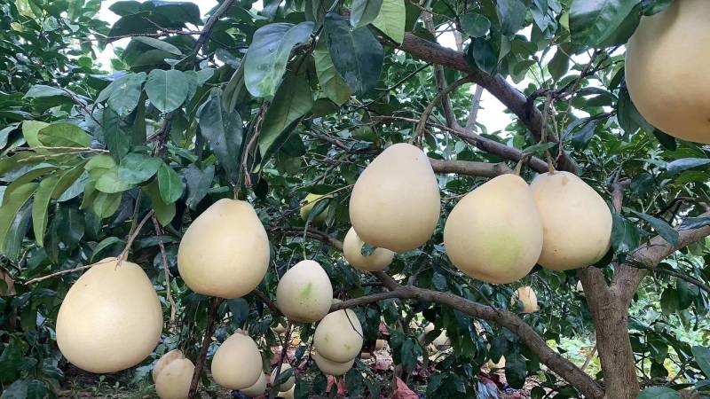 蜜柚琯溪白心柚柚子大量上市产地直供量大从优价格便宜