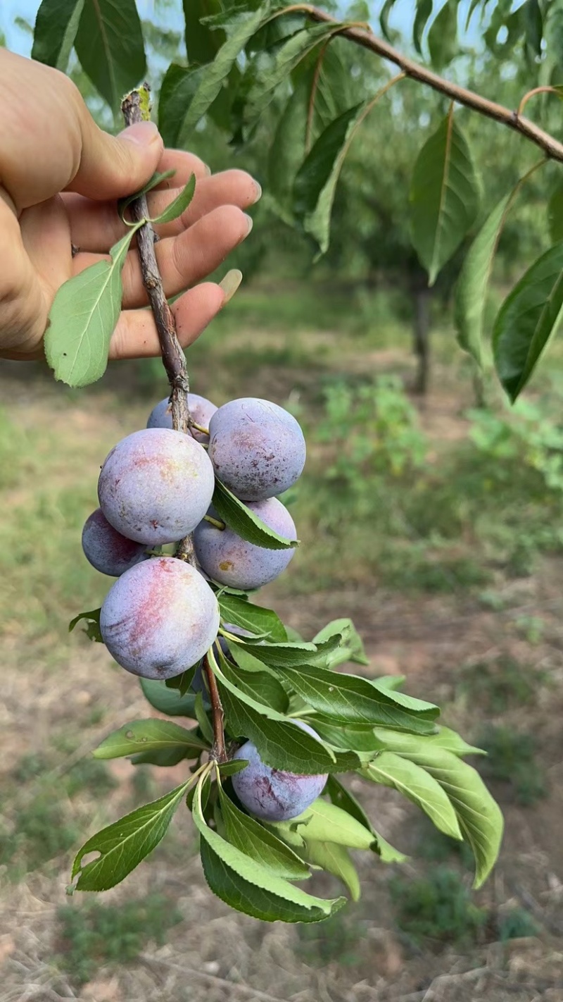 脆红李，又脆又甜，好吃的很，欢迎大家前来选购。