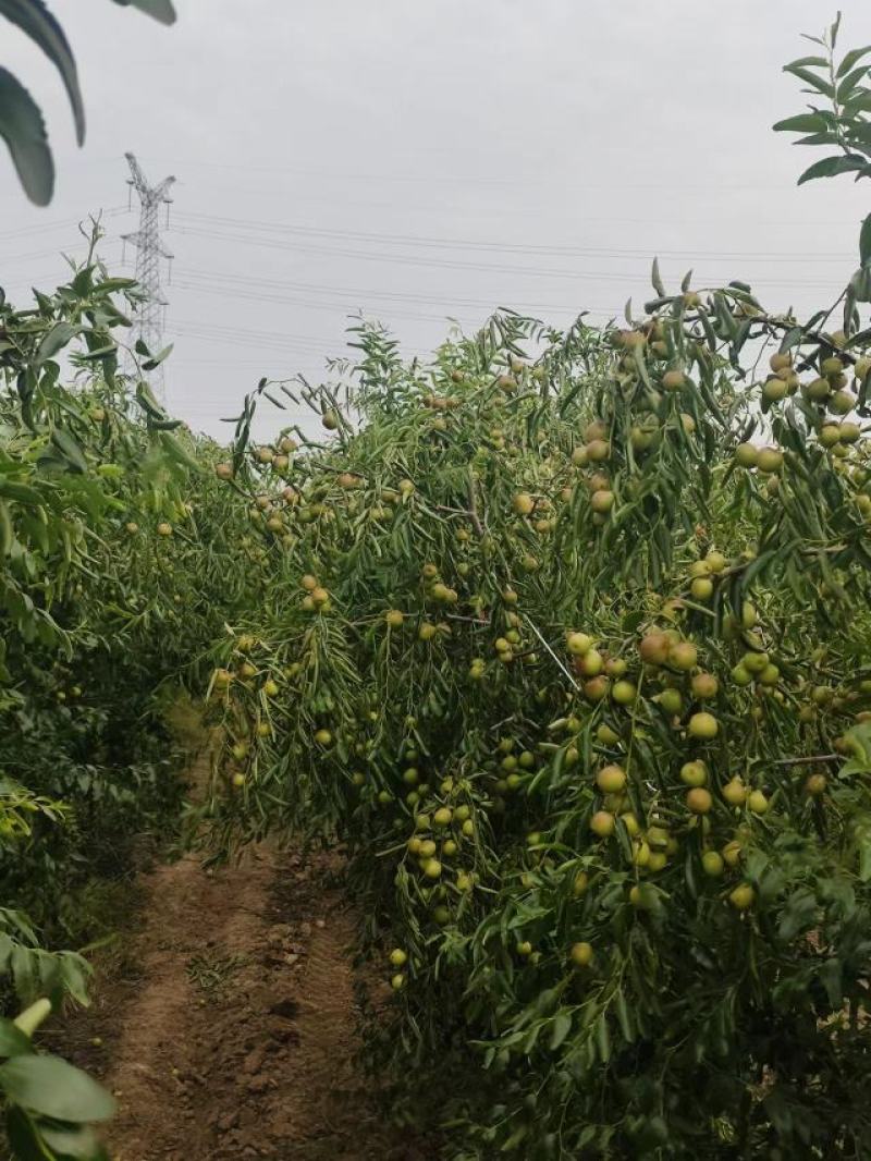 阜阳市颍州区西湖冬枣。导航：阜阳市允轩果树种植有限公司