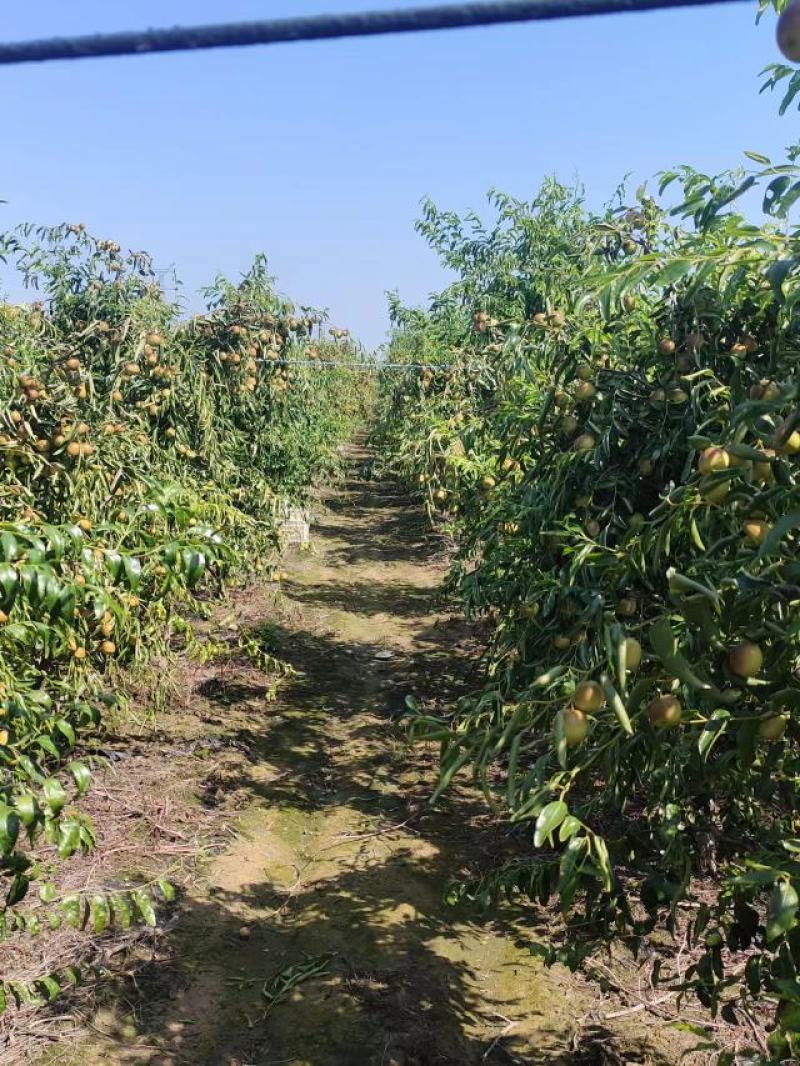 阜阳市颍州区西湖冬枣。导航：阜阳市允轩果树种植有限公司