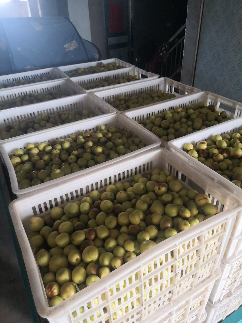 阜阳市颍州区西湖冬枣。导航：阜阳市允轩果树种植有限公司
