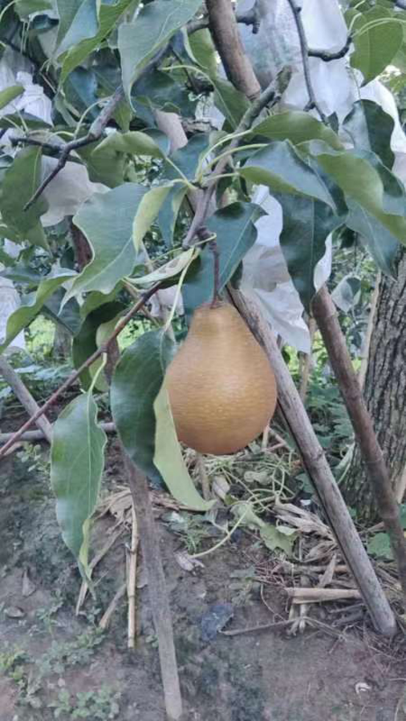 苍溪雪梨🍐