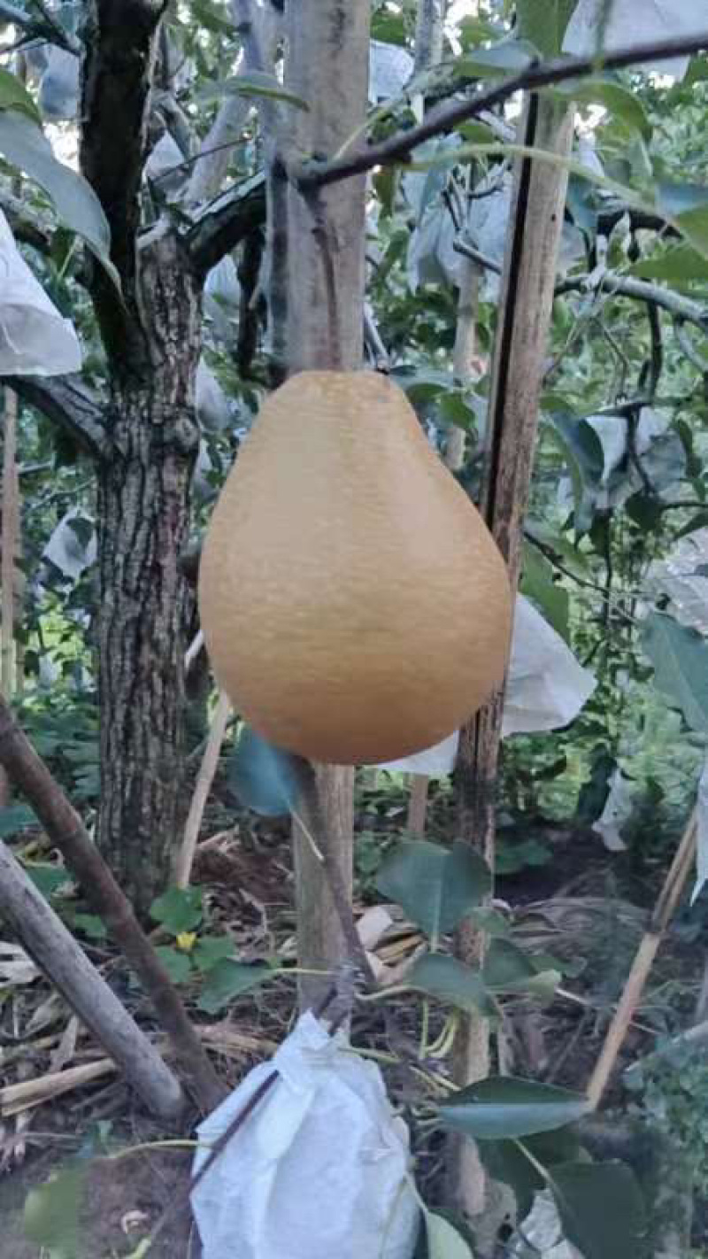 苍溪雪梨🍐
