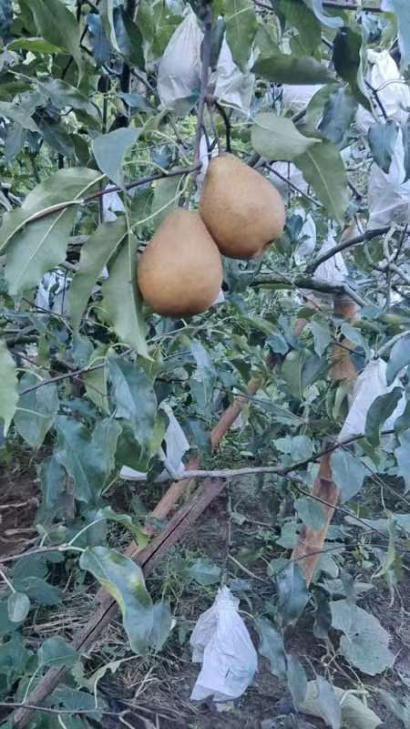 苍溪雪梨🍐