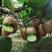翠香猕猴桃，绿心猕猴桃，电商供应，大量供应