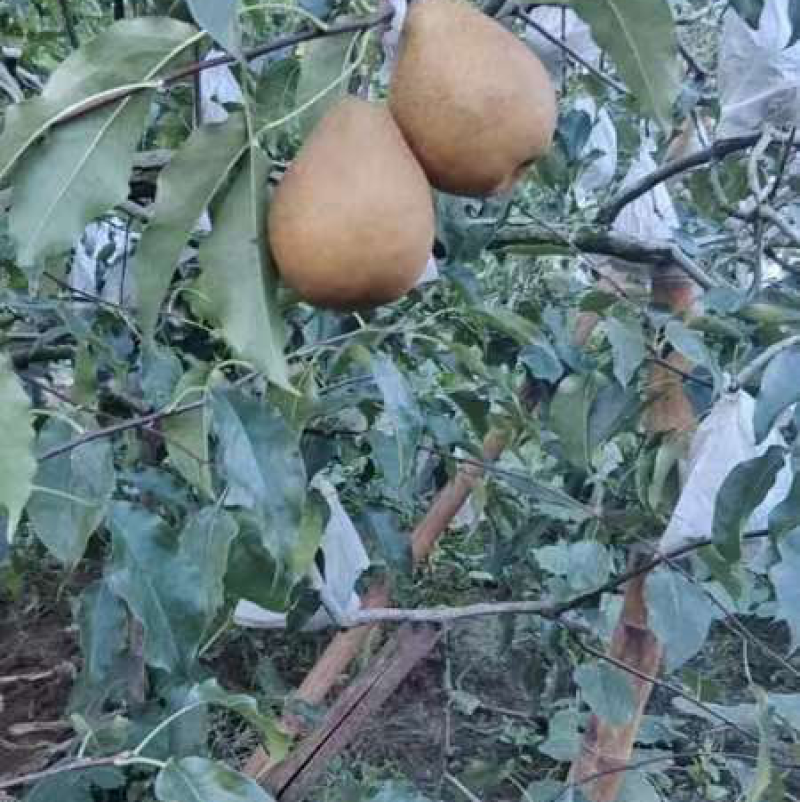 苍溪雪梨🍐