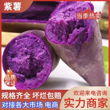 【热卖紫薯】紫薯湖北沙地紫薯对接电商一手货源视频拿货