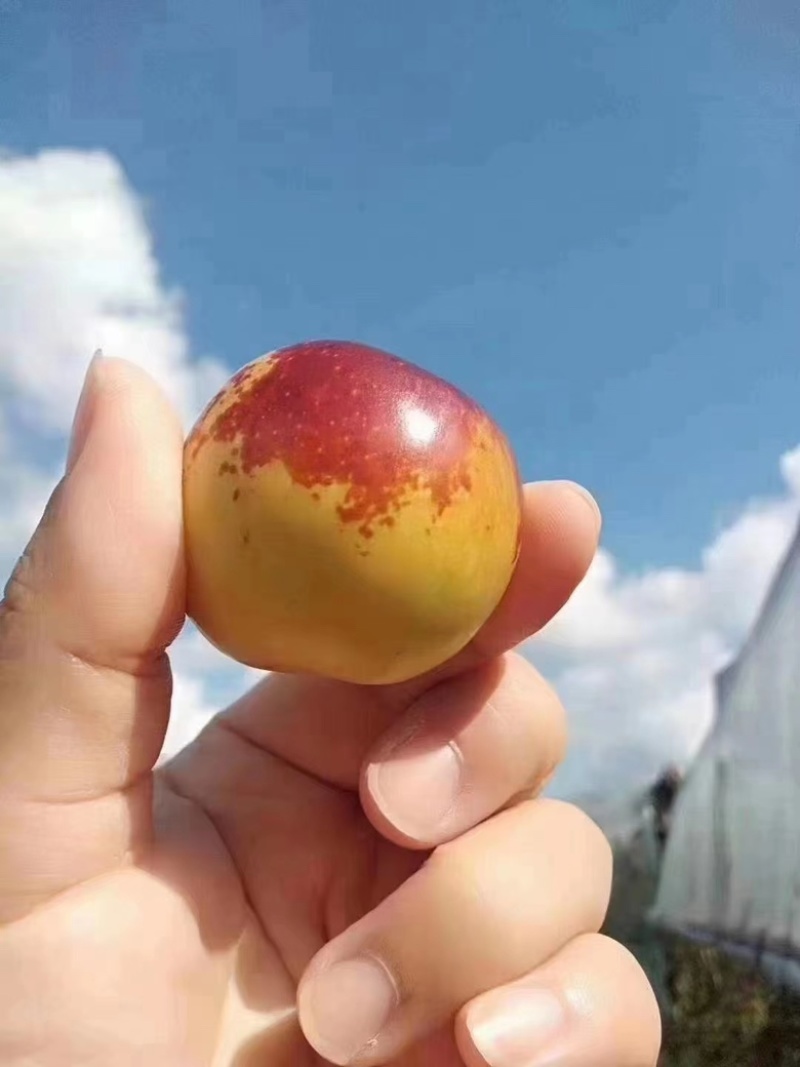 冬枣，现摘现发，产地供应，货源充足，供应市场，商超