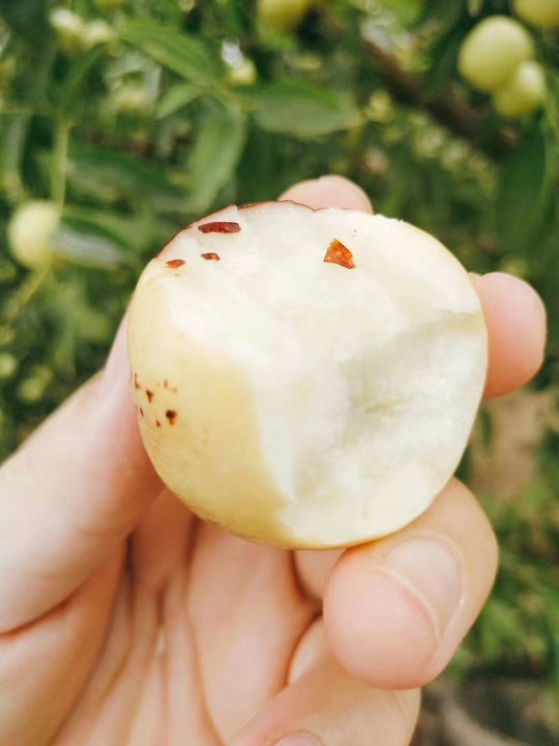 冬枣，现摘现发，产地供应，货源充足，供应市场，商超