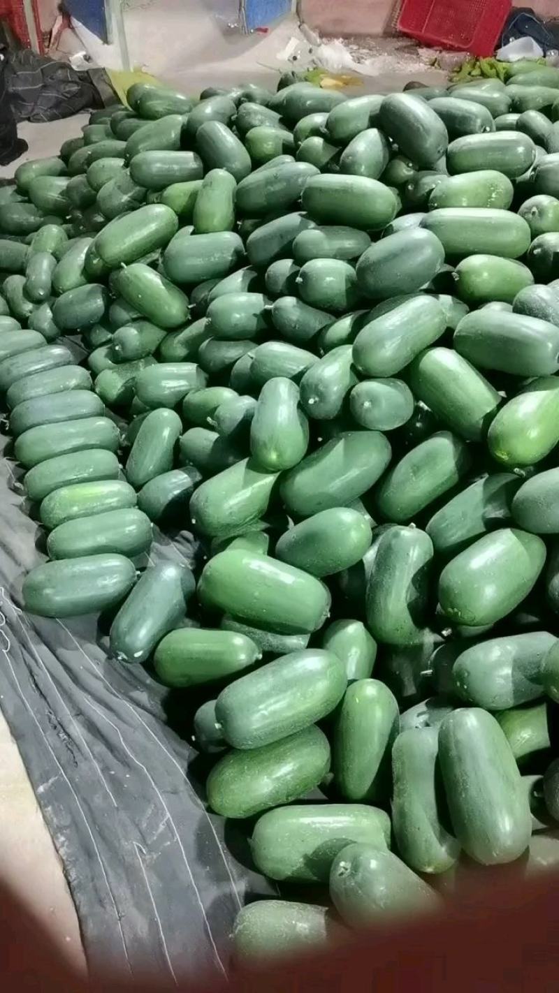 精品小冬瓜水果冬瓜大量供应一手货源代发各地
