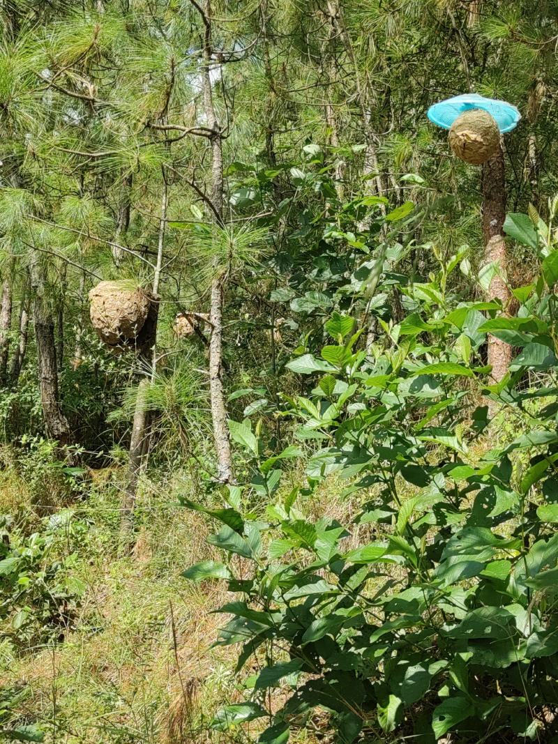 野生胡蜂野蜂蜂蛹可批发和零售量大从优