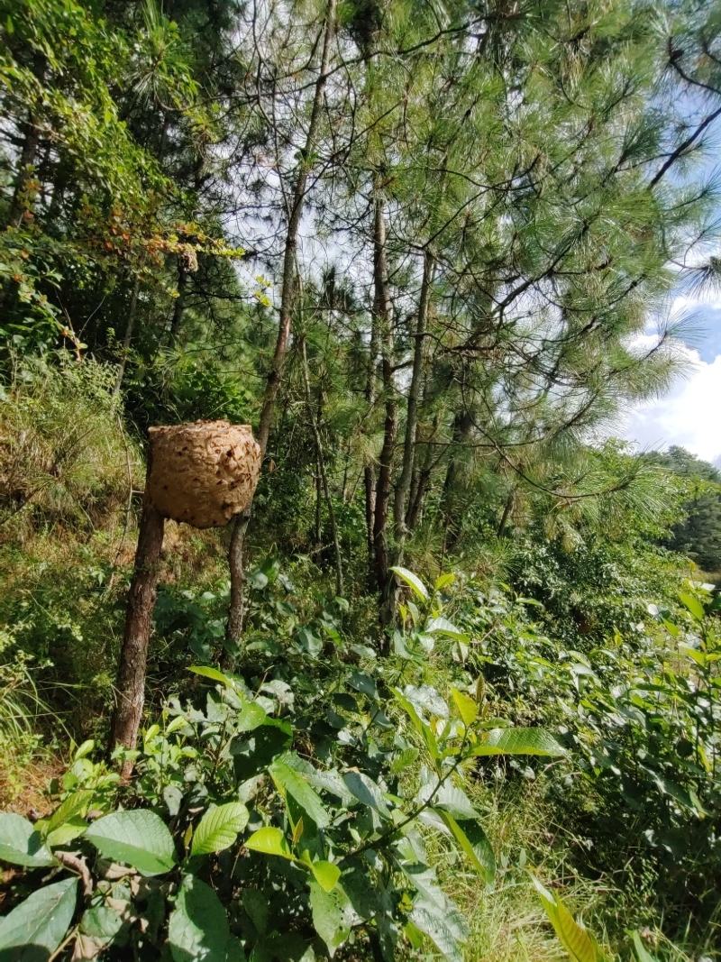 野生胡蜂野蜂蜂蛹可批发和零售量大从优