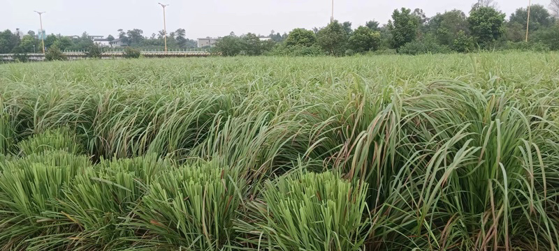 推荐四川香茅草香茅产地直发全国发货专业代办