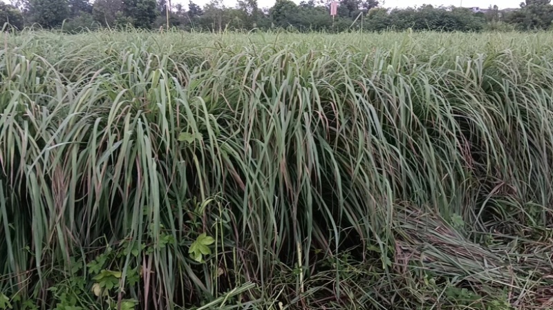 推荐四川香茅草香茅产地直发全国发货专业代办