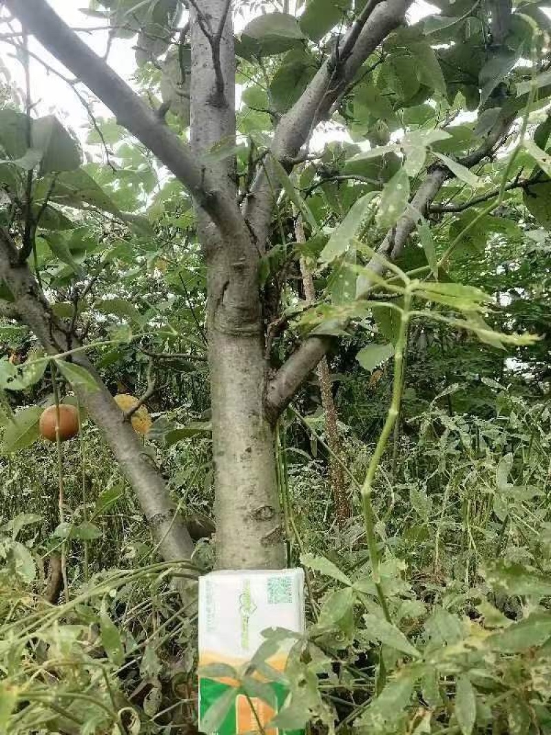 占地梨树精品梨树4-8公分包成活低价处理欢迎老板选购