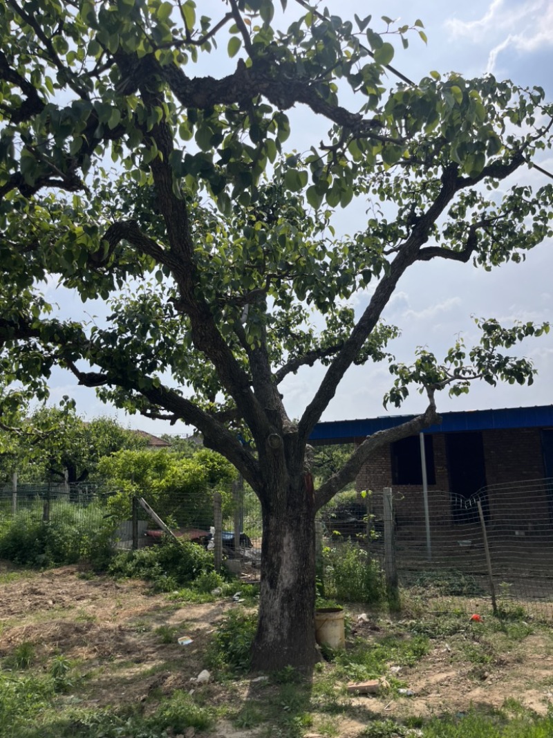 占地梨树精品梨树4-8公分包成活低价处理欢迎老板选购