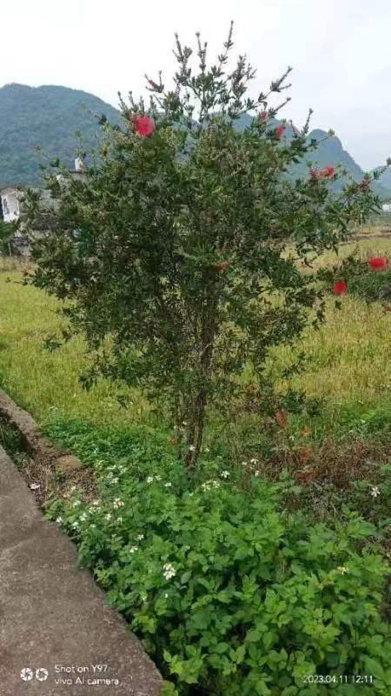广西红千层多花红千层产地直发各种规格货源充足