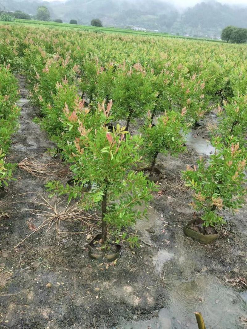 广西红千层多花红千层产地直发各种规格货源充足
