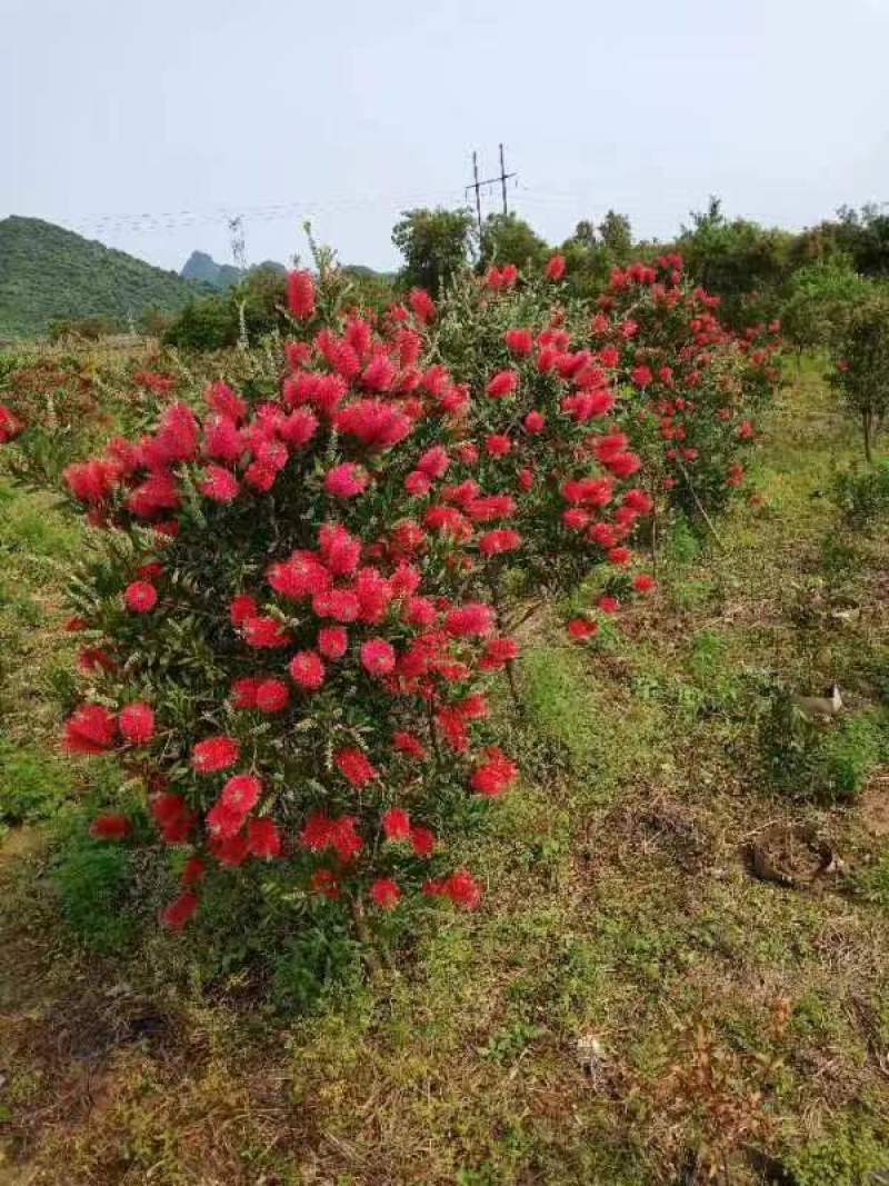广西红千层多花红千层产地直发各种规格货源充足