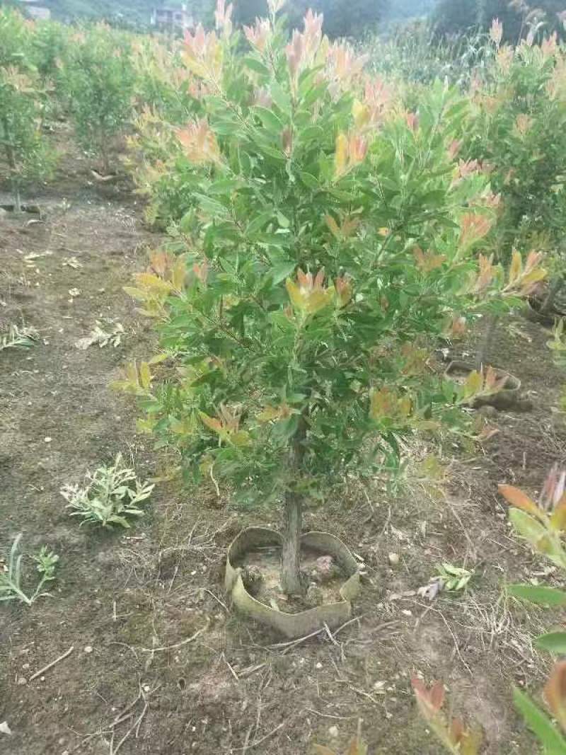 广西红千层多花红千层产地直发各种规格货源充足