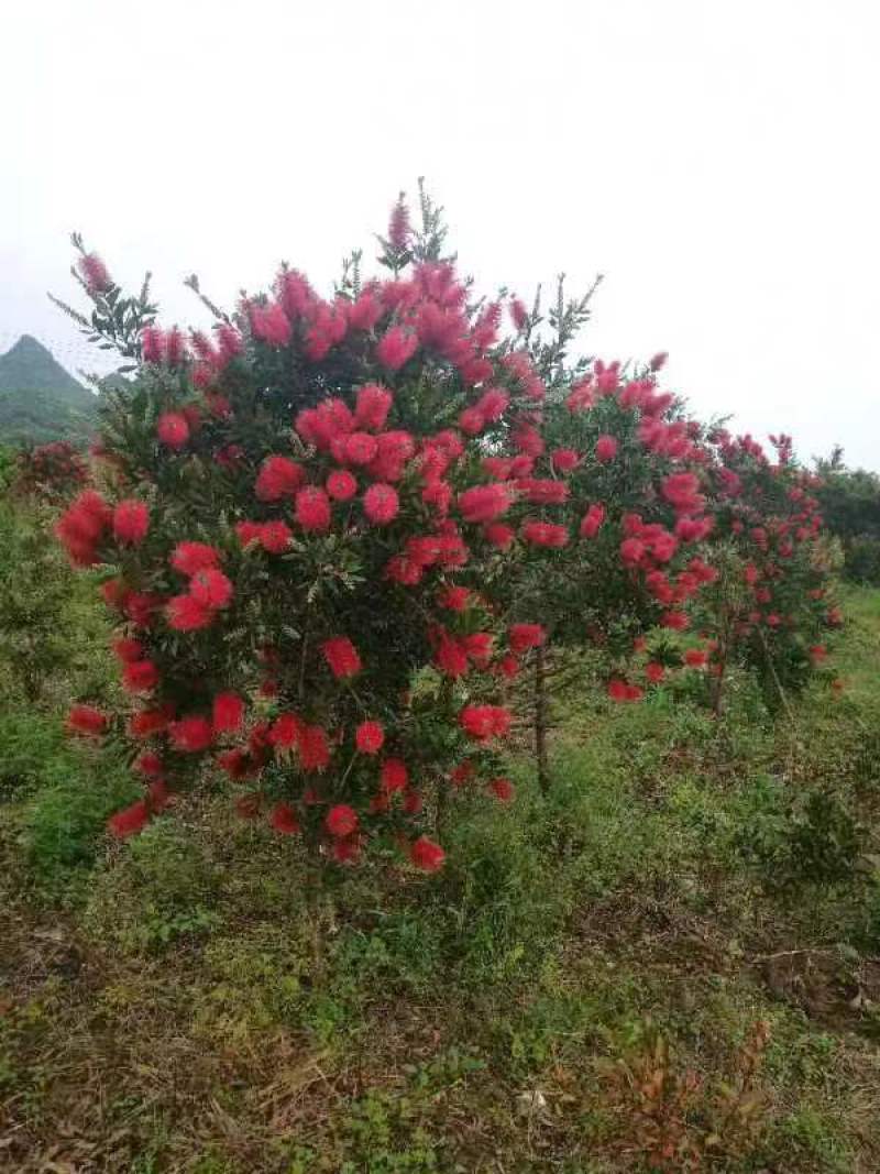 广西红千层多花红千层产地直发各种规格货源充足