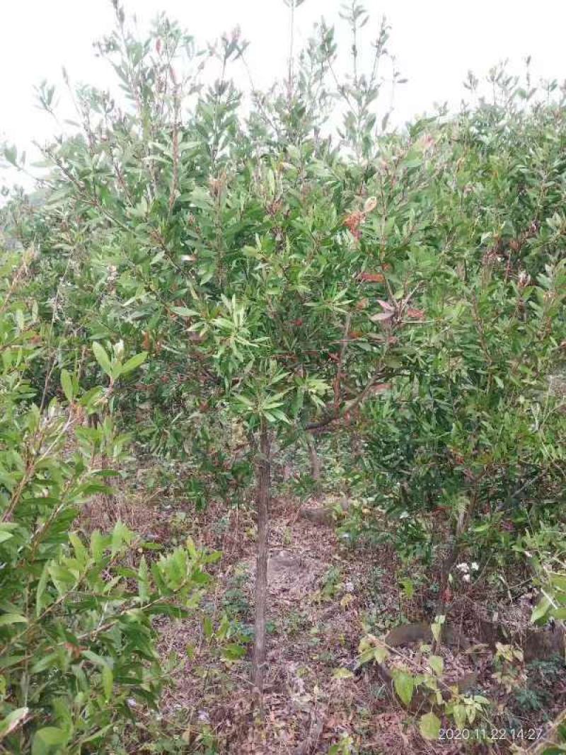 广西红千层多花红千层产地直发各种规格货源充足