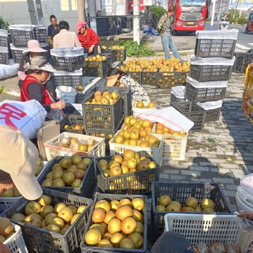 晚秋黄梨上市招商批发零售，对接商档口电商摊贩，全国发货