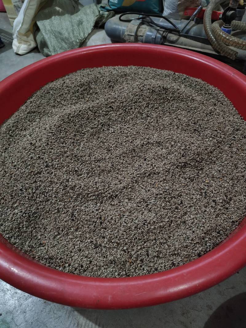 粉防己二年种子