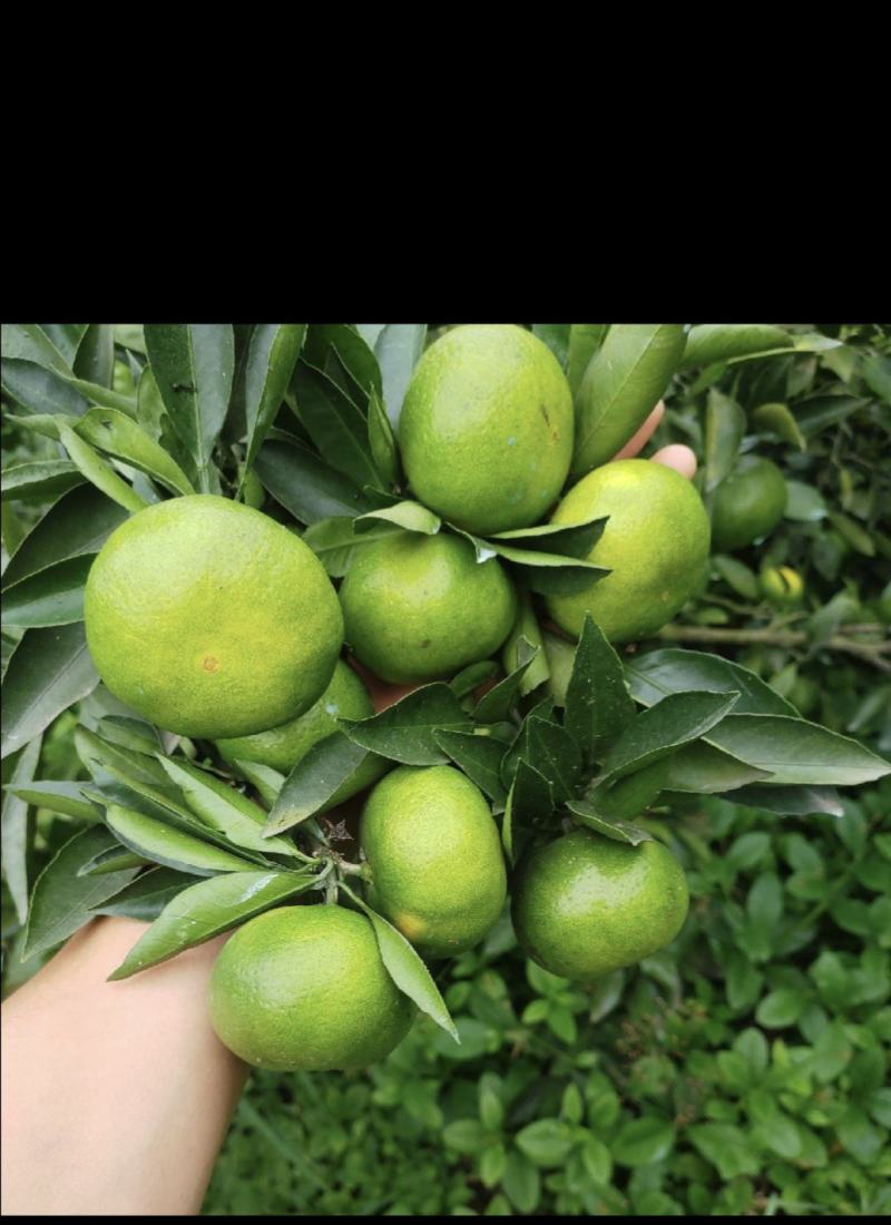 蜜橘大量上市。欢迎各老板选购