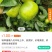 蜜橘大量上市。欢迎各老板选购