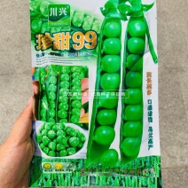 珍甜99豌豆种子水果豌豆种子口感甜脆纤维少荚长荚多豌豆仁